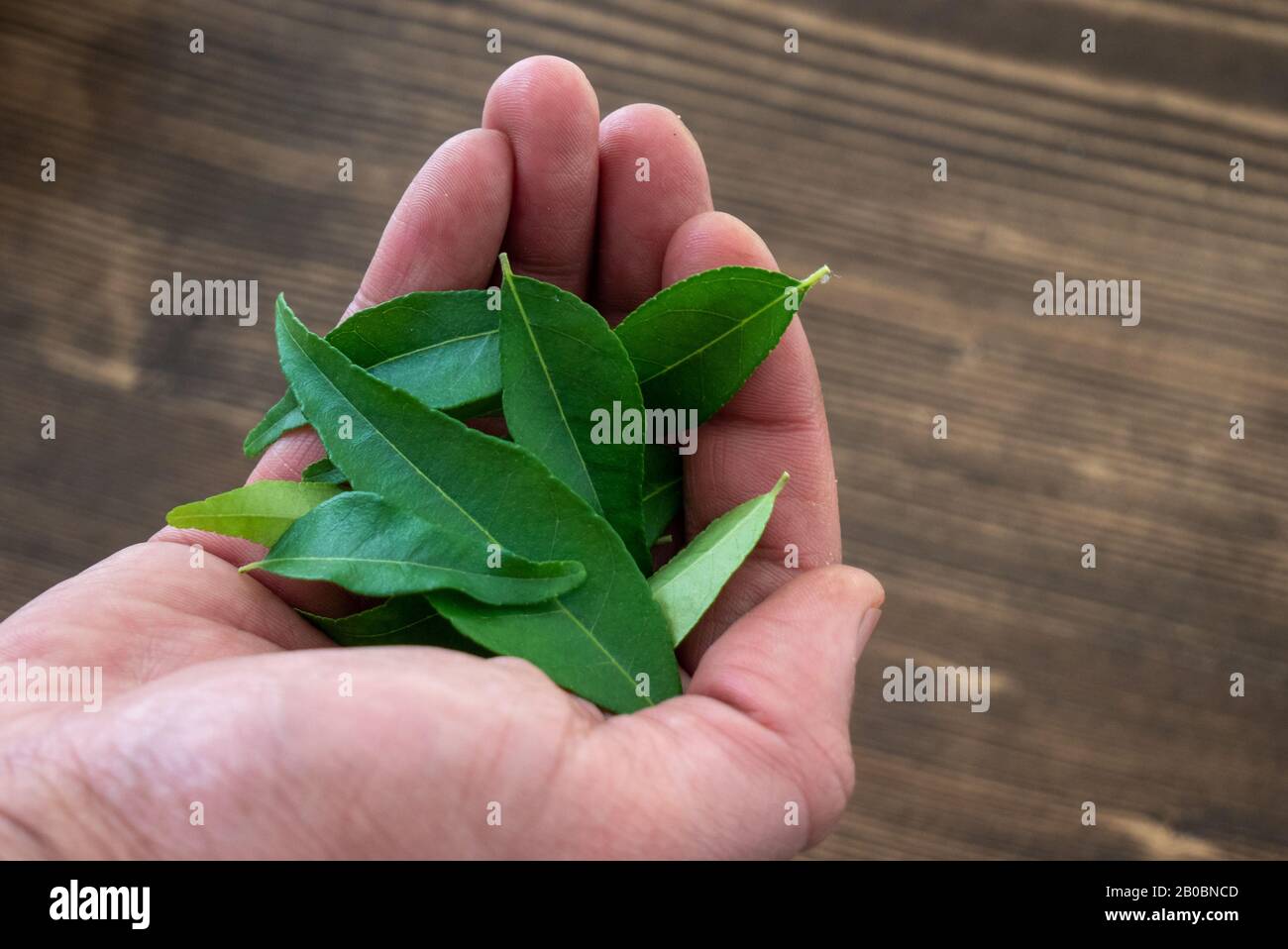 Close up shot of a chef`s hands holding some authentic indian curry leaves. Stock Photo